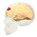 Vista medial.