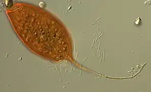 Calkinsia aureus (Postgaardea)