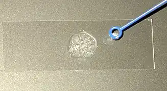 Prueba para detectar la catalasa, al aplicar peróxido de hidrógeno se nota la aparición de pequeñas burbujas de oxígeno.