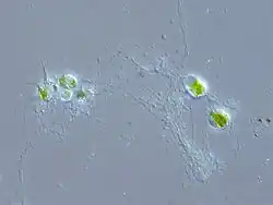 Chlorarachnion (Chlorarachnea)