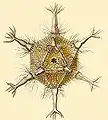 Circogonia icosahedra, una especie de feodario con simetría icosaédrica