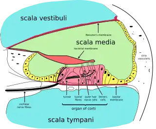 Cross section of the cochlea.