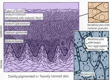 Darkly pigmented skin