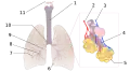 Diagrama de los pulmones. 1:Tráquea 2:Arteria pulmonar 3:Vena pulmonar 4:Conducto alveolar 5:Alvéolos 6:Corte cardíaco 7:Bronquiolos 8:Bronquios terciarios 9:Bronquios secundarios 10:Bronquios primarios 12:Laringe. Las venas bronquiales no están visibles.