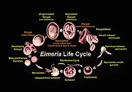 Ciclo de vida de Eimeria (Eimeriidae)