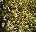 Ephedra fragilis