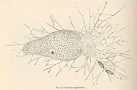 Allogromia lagenoides, concha monocámara (Monothalamea)