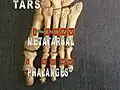 Huesos del pie: metatarso y falanges