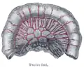 Lazo del intestino delgado que muestra la distribución de las  arterias intestinales