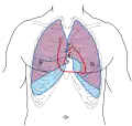 Tórax mostrando las relaciones de superficie de los huesos, pulmones (púrpura), pleura (azul) y corazón (rojo). Las válvulas están indicadas con las letras "B", "T", "A" y "P".
