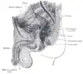 Corte sagital de la pelvis masculina.