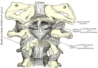 Membrana tectoria, transversal y ligamentos alares.