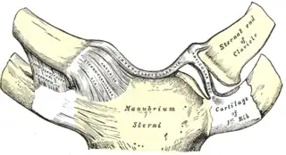 Vista anterior de la articulación esternoclavicular.