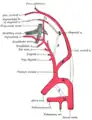 Diagrama mostrando los orígenes de las arterias carótidas.