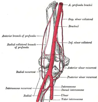 Diagrama de la anastomosis alrededor de la articulación del codo.