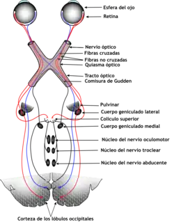 El sistema ocular incluye los ojos, las vías de conexión a través de la corteza visual y otras partes del cerebro. La ilustración muestra el sistema mamífero.