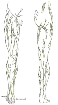 Nervios cutáneos del miembro inferior derecha. Vistas frontal y posterior.
