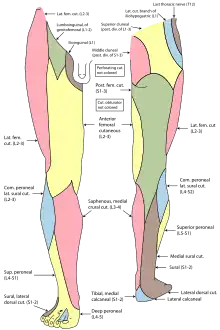 Extremidad inferior.