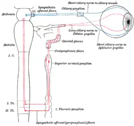 Conexiones simpáticas de los ganglios ciliares y cervicales superiores.