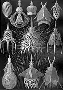 Nassellaria