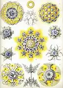 Collodaria