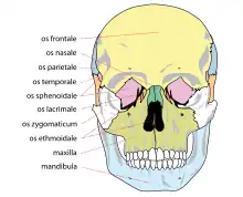 Huesos de la cara. Nombres en latín. (Hueso esfenoides etiquetado como os esphenoidale).