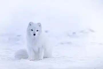 Zorro árticoVulpes lagopus