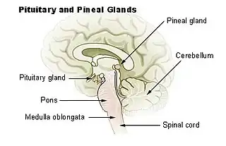 glándulas Pituitaria y pineal.