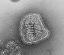 Gripe (Orthomyxoviridae)