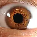 El limbo esclero corneal se encuentra entre la esclera (la región blanca del ojo) y la córnea.