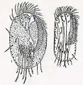 Dibujo de Euplotes harpa y E. extensum