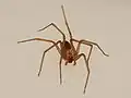 Loxosceles reclusa