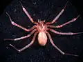 Loxosceles rufescens
