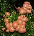 Lycogala epidendrum