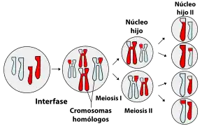 Sorting of homologous chromosomes during meiosis