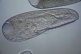 Blepharisma japonicum (Blepharismidae)