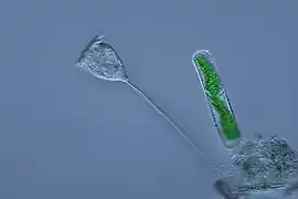 Vorticella (Ciliophora) (a la izquierda).