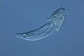 Litonotus (Pleurostomatida)