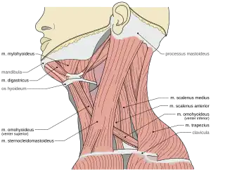 Músculos del cuello