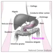 El páncreas y los órganos y estructuras cercanos del tubo digestivo