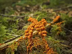 Physarum rubiginosum (Physarida)