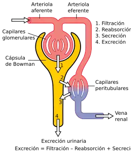 Fisiología de la nefrona