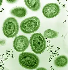 Prochlorococcus marinus.