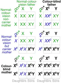 Gráfico que muestra las probabilidades de combinaciones genéticas y los resultados del daltonismo rojo-verde