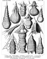 Theoperidae