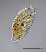 Stylonychia putrina (Sporadotrichina)