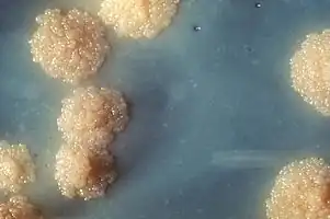 Bacterias