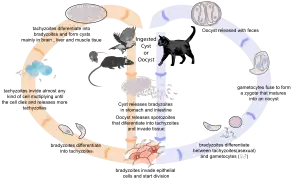 Ciclo de vida de Toxoplasma (Sarcocystidae)