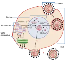 replicación virus gripe