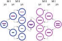 Diagrama que representa el nacimiento de una célula con carotipo&nbsp;XXY debido a un evento de no disyunción en un cromosoma&nbsp;X durante la meiois&nbsp;II femenina. Los círculos azules representan células masculinas y los rosas células femeninas. Las barras azules y rosas representan cromosomas&nbsp;X y Y respectivamente.